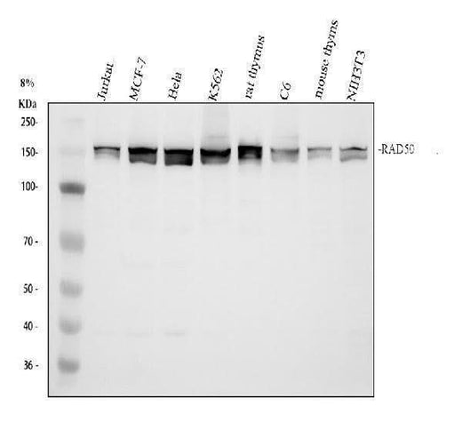 Anti-RAD50 Antibody Picoband® Boster Bio
