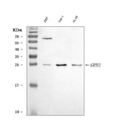 Anti-GRB2 Antibody Picoband® Boster Bio