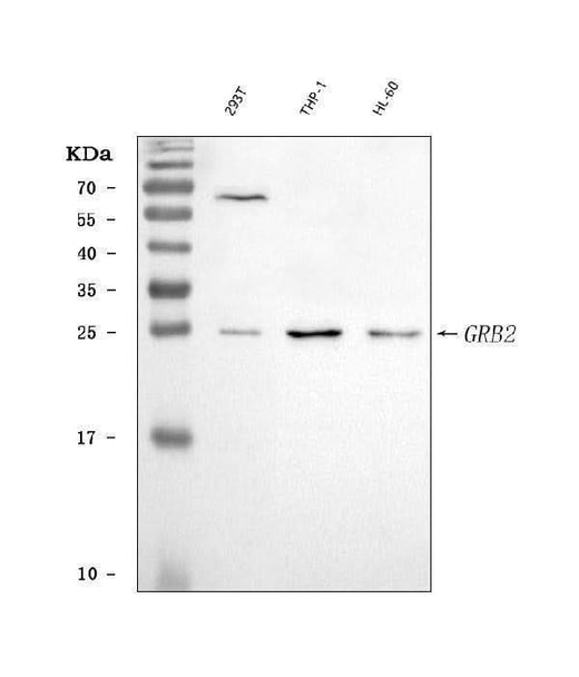 Anti-GRB2 Antibody Picoband® Boster Bio