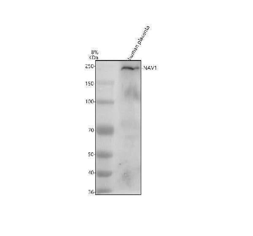 Anti-NAV1 Antibody Picoband® Boster Bio