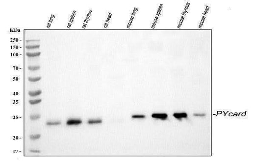 Anti-TMS1/ASC/Pycard Antibody Picoband® Boster Bio