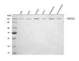 Anti-PDGFRA Antibody Picoband® Boster Bio