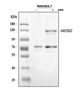 Anti-iNOS/Nos2 Antibody Picoband® Boster Bio