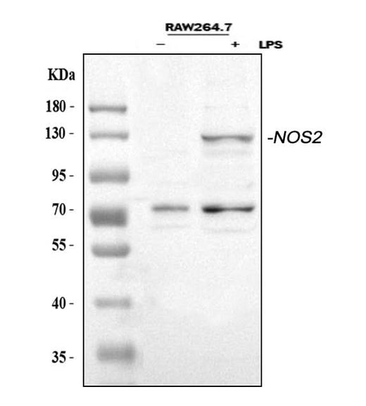 Anti-iNOS/Nos2 Antibody Picoband® Boster Bio