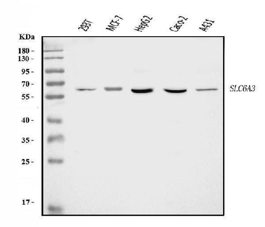 Anti-Dopamine Transporter/SLC6A3 Antibody Picoband® Boster Bio