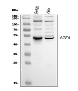 Anti-ATF4 Antibody Picoband® Boster Bio