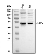 Anti-ATF4 Antibody Picoband® Boster Bio