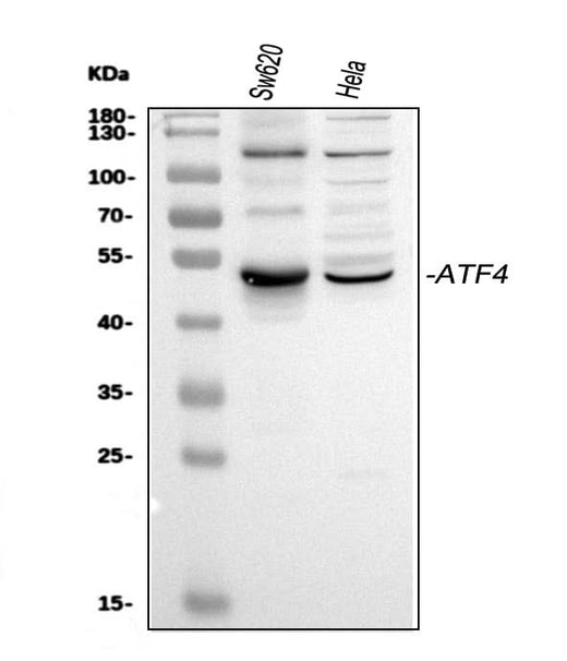 Anti-ATF4 Antibody Picoband® Boster Bio