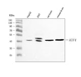 Anti-ATF4 Antibody Picoband® Boster Bio