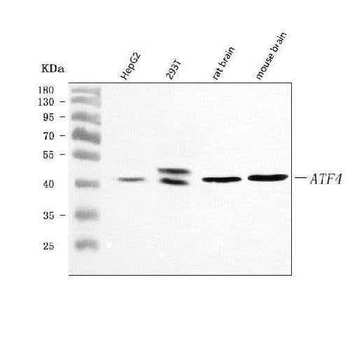 Anti-ATF4 Antibody Picoband® Boster Bio