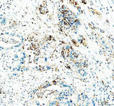 Anti-CD24 Antibody Boster Bio