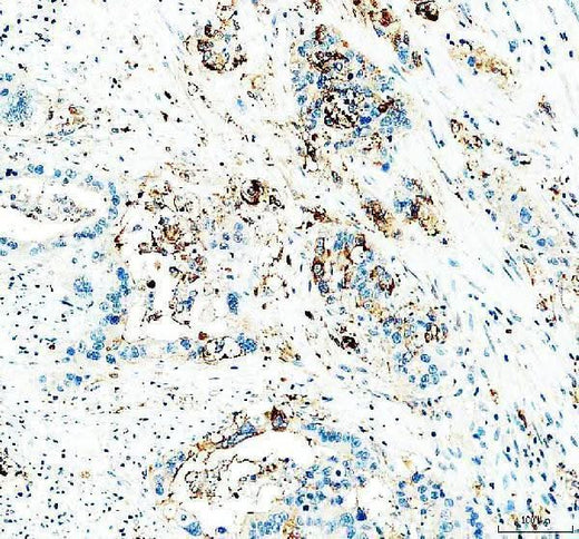 Anti-CD24 Antibody Boster Bio