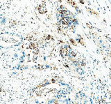 Anti-CD24 Antibody Boster Bio