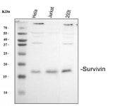 Anti-Survivin/BIRC5 Antibody Picoband® Boster Bio