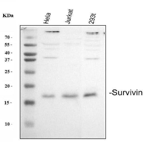 Anti-Survivin/BIRC5 Antibody Picoband® Boster Bio
