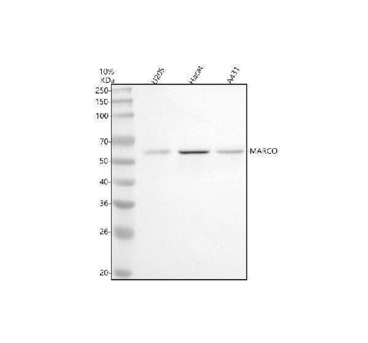 Anti-MARCO Antibody Picoband® Boster Bio