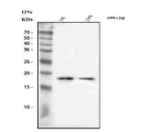 Anti-IFN Gamma/Ifng Antibody Picoband® Boster Bio