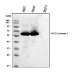 Anti-Cytokeratin 5/KRT5 Antibody Picoband® Boster Bio