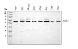 Anti-NADPH oxidase 4/NOX4 Antibody Picoband® Boster Bio