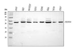 Anti-NADPH oxidase 4/NOX4 Antibody Picoband® Boster Bio