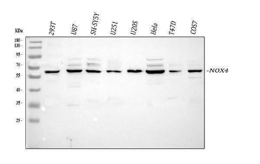Anti-NADPH oxidase 4/NOX4 Antibody Picoband® Boster Bio