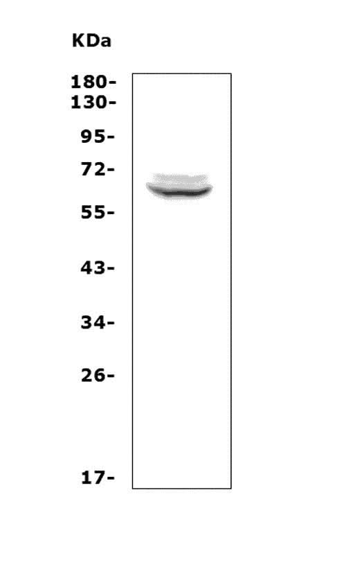 Anti-T-bet/Tbx21 Antibody Picoband® Boster Bio