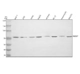 Anti-FBXW7 Antibody Picoband® Boster Bio
