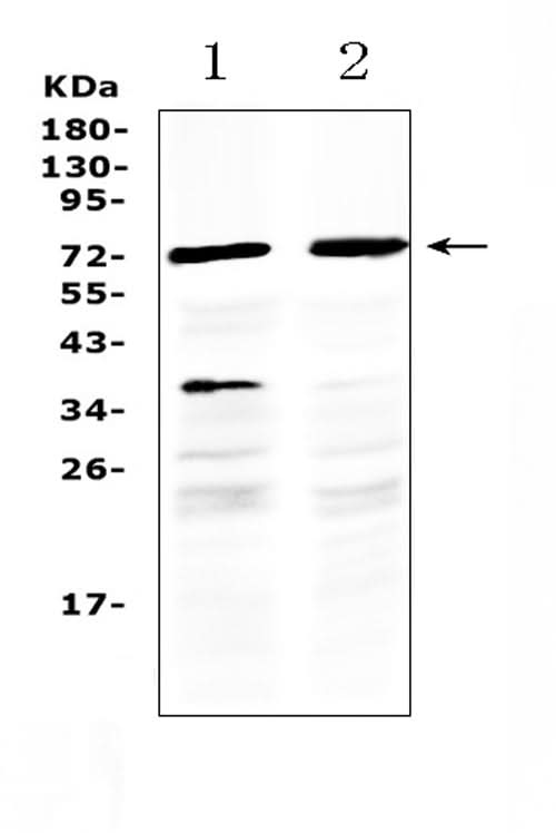 Anti-MAK Antibody Picoband® Boster Bio