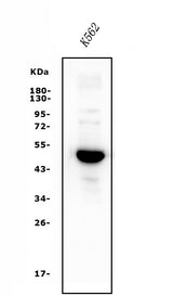 Anti-GATA1 Antibody Picoband® Boster Bio