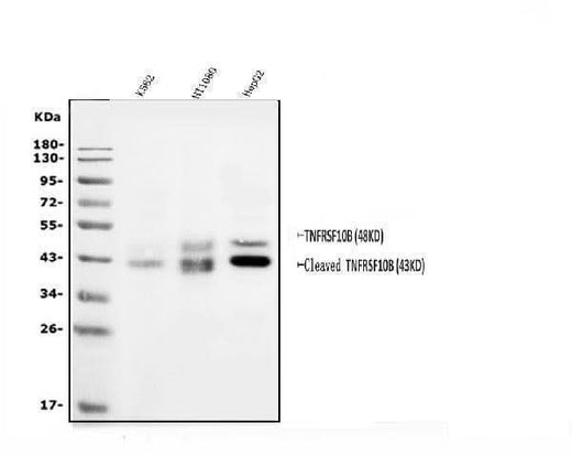 Anti-DR5/TNFRSF10B Antibody Picoband® Boster Bio