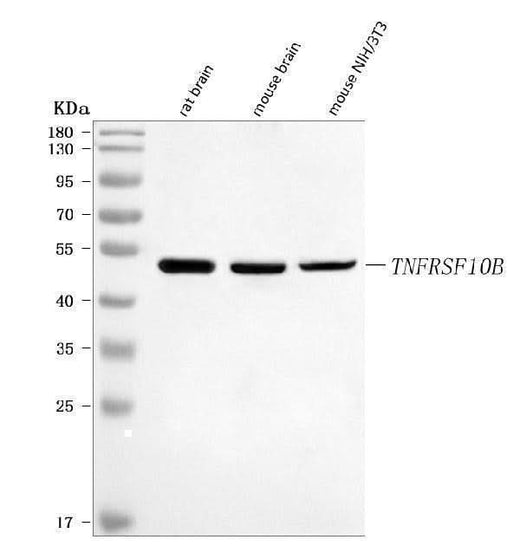 Anti-DR5/Tnfrsf10b Antibody Picoband® Boster Bio