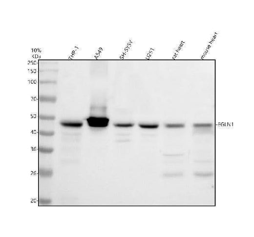 Anti-PHD2/EGLN1 Antibody Picoband® Boster Bio