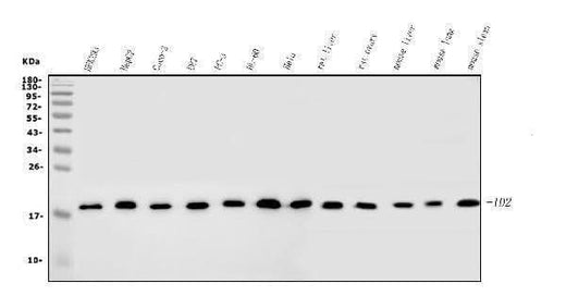 Anti-ID2 Antibody Picoband® Boster Bio