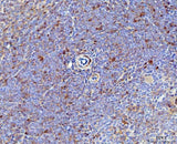 Anti-IL-17A/Il17a Antibody Boster Bio