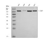 Anti-Fibroblast activation protein, alpha/FAP Antibody Picoband® Boster Bio