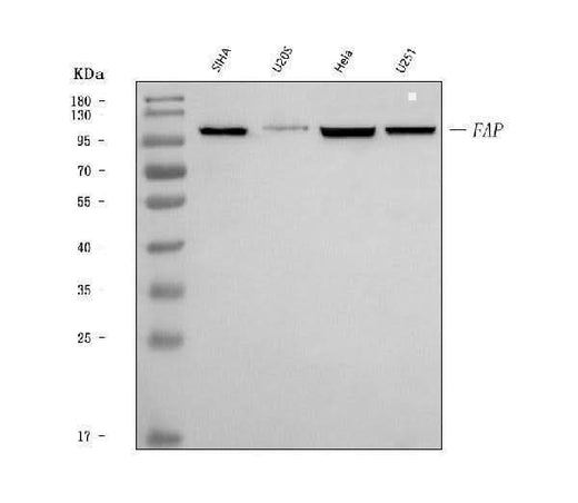 Anti-Fibroblast activation protein, alpha/FAP Antibody Picoband® Boster Bio