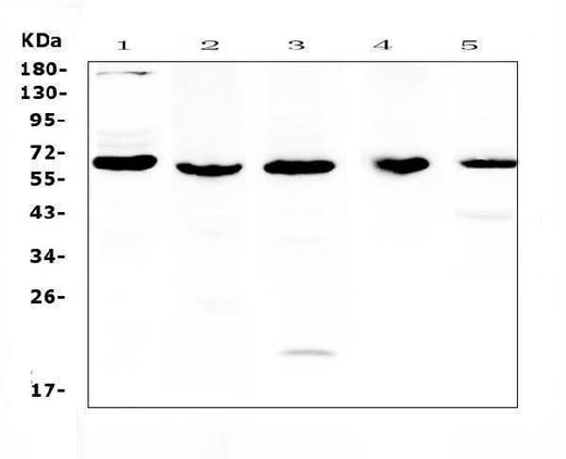 Anti-TRAF3 Antibody Picoband® Boster Bio