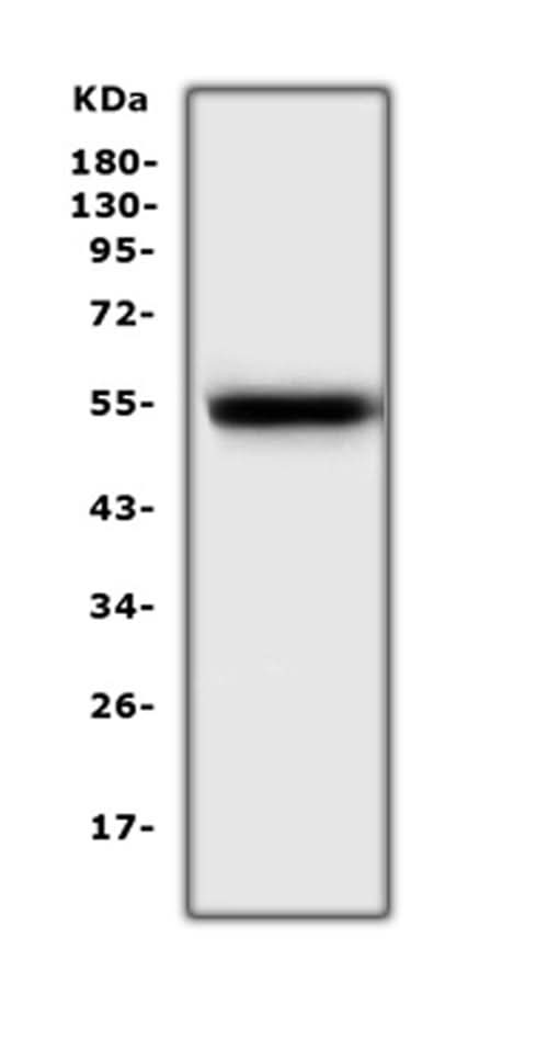 Anti-EPO Receptor/Epor Antibody Picoband® Boster Bio