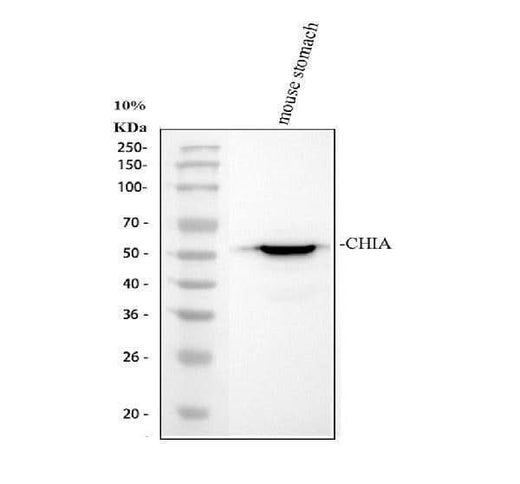 Anti-AMCase/CHIA Antibody Picoband® Boster Bio