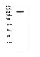 Anti-Factor V/F5 Antibody Picoband® Boster Bio