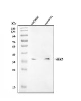 Anti-Aim2 Antibody Picoband® Boster Bio