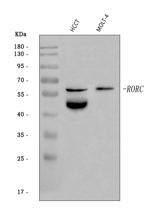 Anti-ROR gamma/RORC Antibody Picoband® Boster Bio