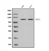 Anti-TRPA1/TSA Antibody Picoband® Boster Bio