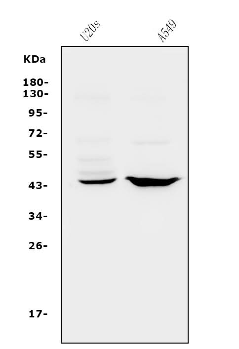 Anti-CXCR2 Antibody Picoband® Boster Bio