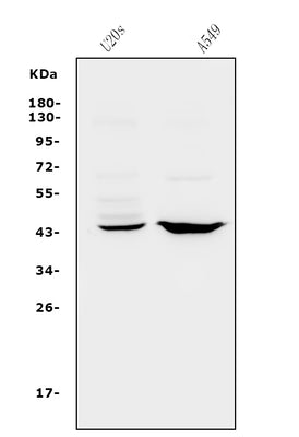 Anti-CXCR2 Antibody Picoband® Boster Bio