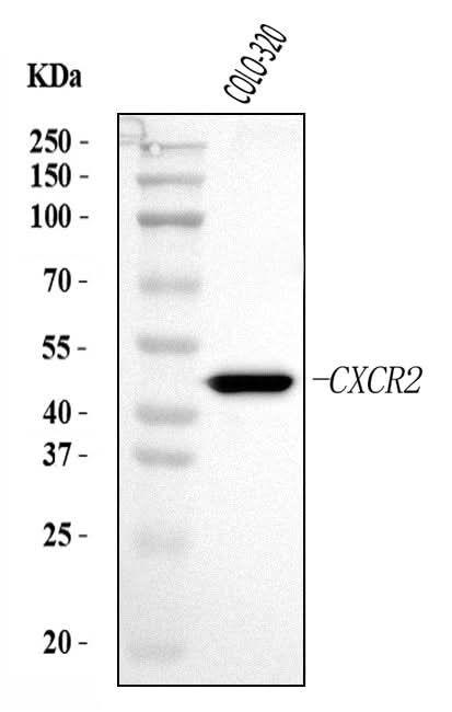 Anti-CXCR2 Antibody Picoband® Boster Bio