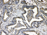 Anti-Beta 2 Microglobulin/B2M Antibody Picoband® Boster Bio