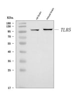 Anti-Tlr5 Antibody Picoband® Boster Bio