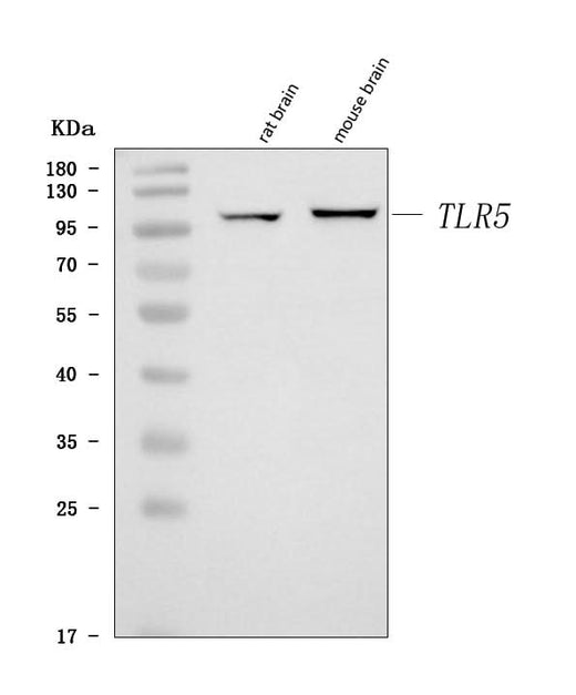 Anti-Tlr5 Antibody Picoband® Boster Bio