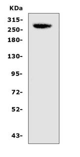 Anti-CAD/CAD Antibody Picoband® Boster Bio